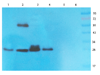CD8 alpha Mouse Monoclonal Antibody