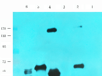 CD163 Mouse Monoclonal Antibody