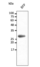 BFP Antibody