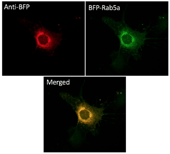 BFP Antibody
