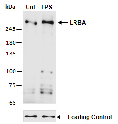 LRBA (M) Antibody, Rabbit Polyclonal