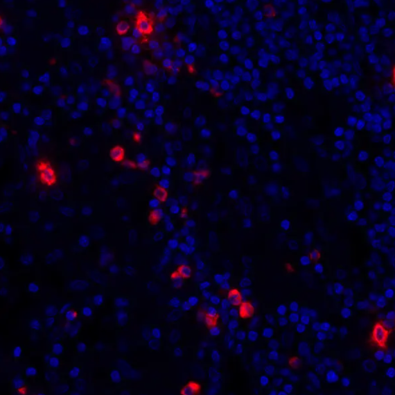 Granzyme B Antibody