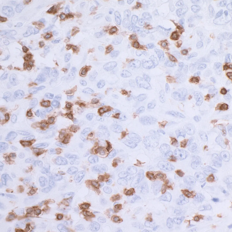 Rabbit CD3E Recombinant Monoclonal Antibody