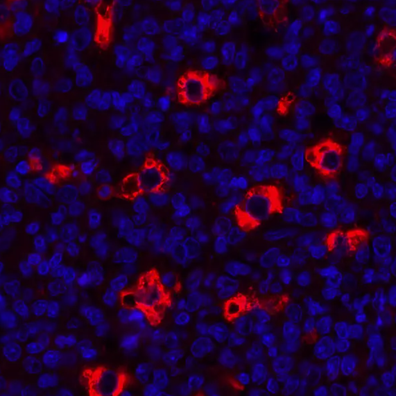 Mouse anti-CD68 Recombinant Monoclonal Antibody