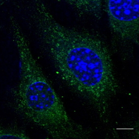 Rab5 Antibody