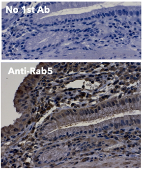 Rab5 Antibody