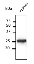Rab5 Antibody