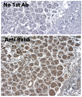 Rab5 Antibody