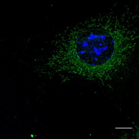 Rab5 Antibody