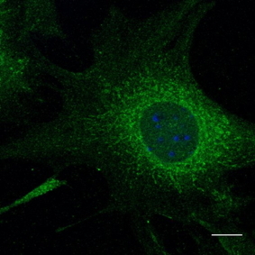 Rab5 Antibody