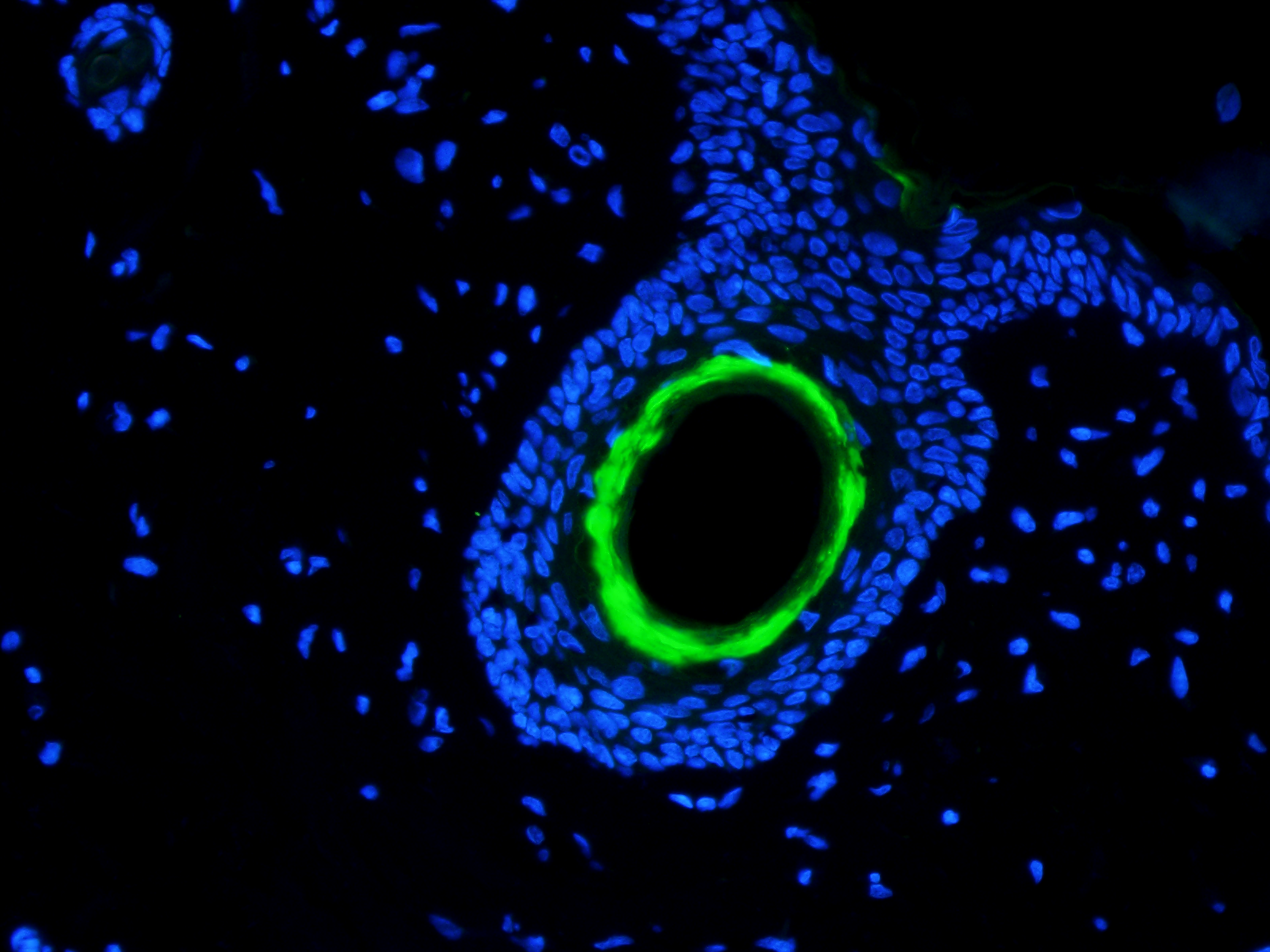 Collagen I antibody (FITC)