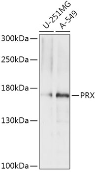 PRX polyclonal antibody
