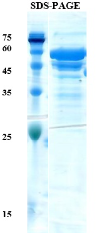 Leishmania K28 Recombinant Protein
