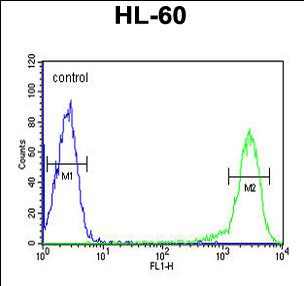 CALCR Antibody (C-term)