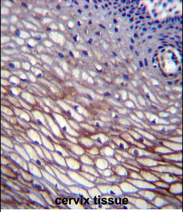 SKA2 Antibody (N-term)