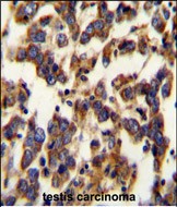 BSCL2 Antibody (N-term)