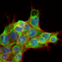 LRP12 Rabbit Polyclonal Antibody
