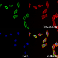 RNF130 Rabbit Polyclonal Antibody