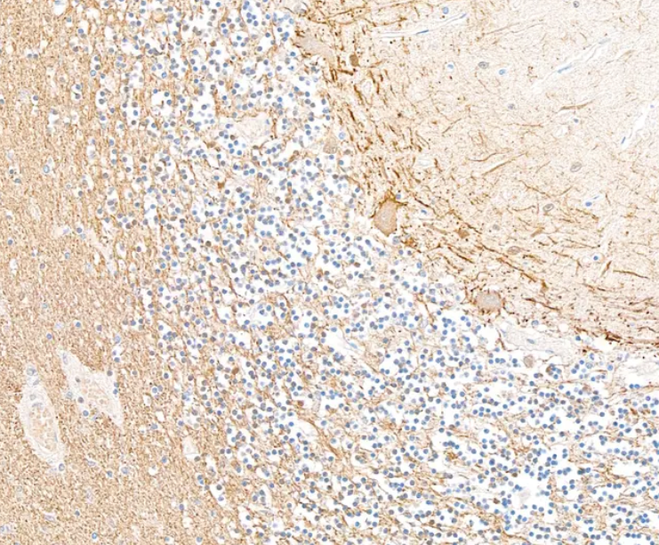 Mouse Chicken IgY Light Chain Monoclonal Antibody