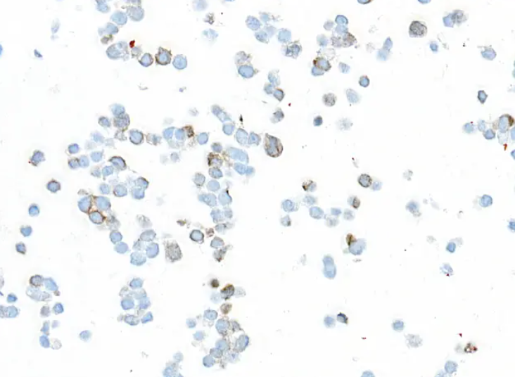 Mouse Chicken IgY Light Chain Monoclonal Antibody