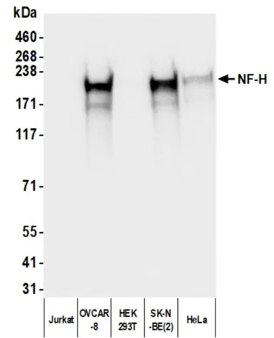 Mouse Chicken IgY Light Chain Monoclonal Antibody