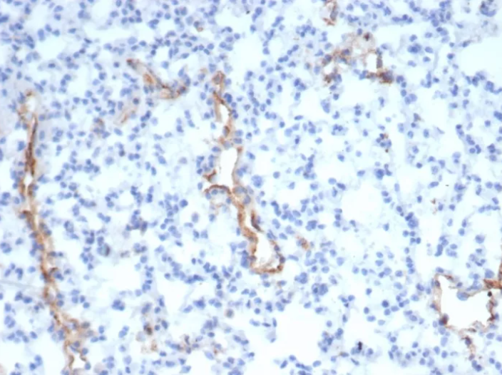 VWF Antibody
