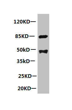 PLA2G7 Antibody