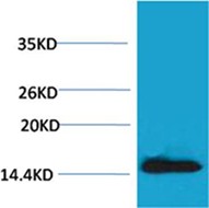 Histone H2A.X(Phospho-Tyr142) Rabbit Antibody
