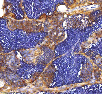 Zebrafish MPEG1 Antibody