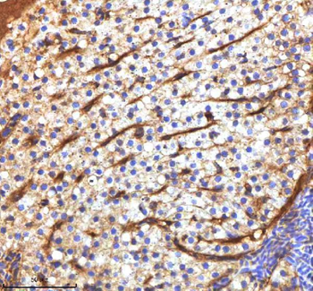 Zebrafish MPEG1 Antibody