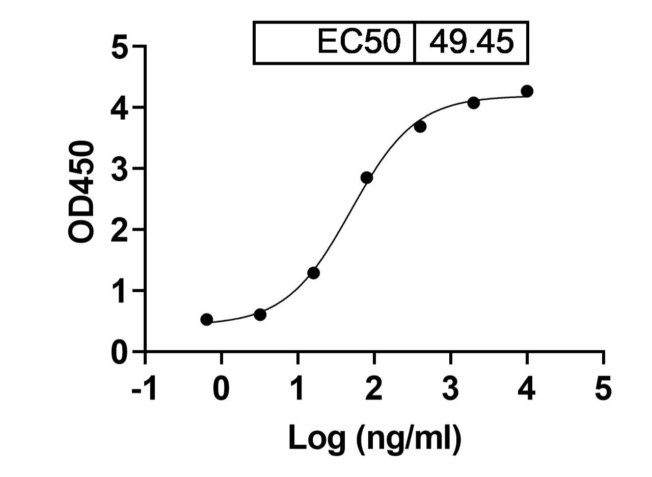 Recombinant EBV/HHV4 GP42/Glycoprotein 42 Protein, C-His