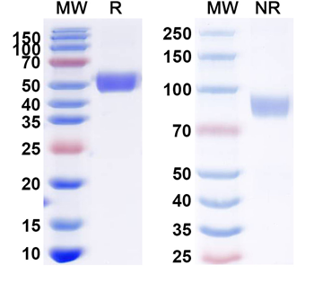 Recombinant BVDV Glycoprotein E2 Protein, C-His