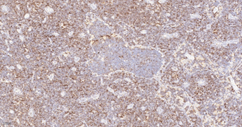 CD45RO Mouse Monoclonal Antibody (8G8)