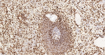 CD45RO Mouse Monoclonal Antibody (8G8)