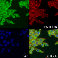 Manic Fringe Rabbit Polyclonal Antibody