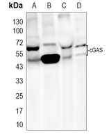 cGAS Rabbit Polyclonal Antibody
