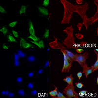 cGAS Rabbit Polyclonal Antibody