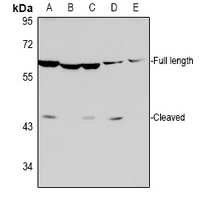Caspase 8 (Cleaved-D384) Rabbit Polyclonal Antibody