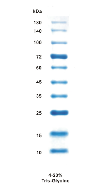 BlueClassic Prestained Protein Marker (10-180kDa)-30 %
