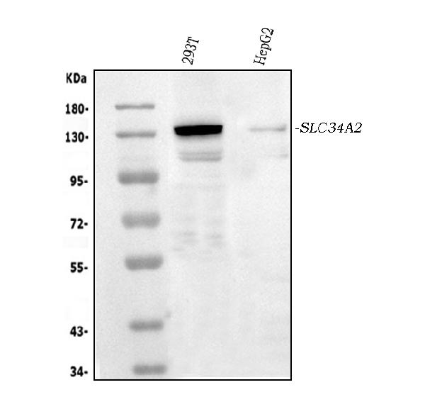 SLC34A2 Antibody