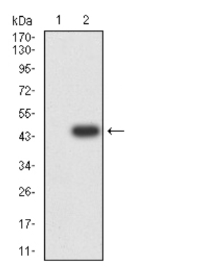 GRM7 Antibody