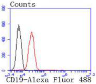 CD19 Antibody