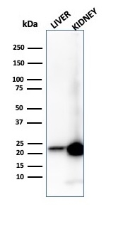 RBP4 Antibody