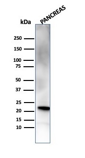 RBP4 Antibody
