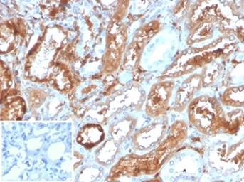 RBP4 Antibody
