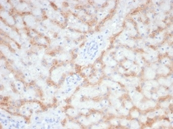 RBP4 Antibody
