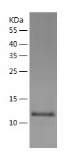 Human WWC1 Protein, His Tag/His-IF2DI Tag