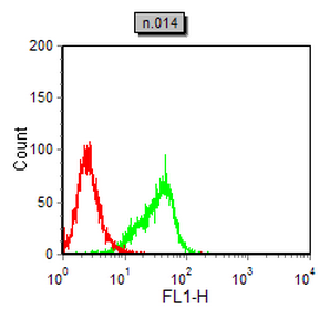 DDR2 Mouse Monoclonal Antibody