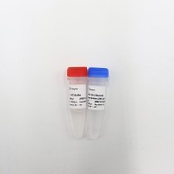Vazyme - M-MLV (H-) Reverse Transcriptase