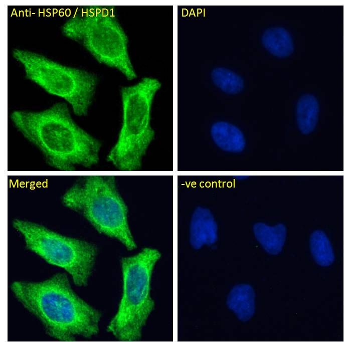 HSP60/HSPD1 (aa333-344) Antibody